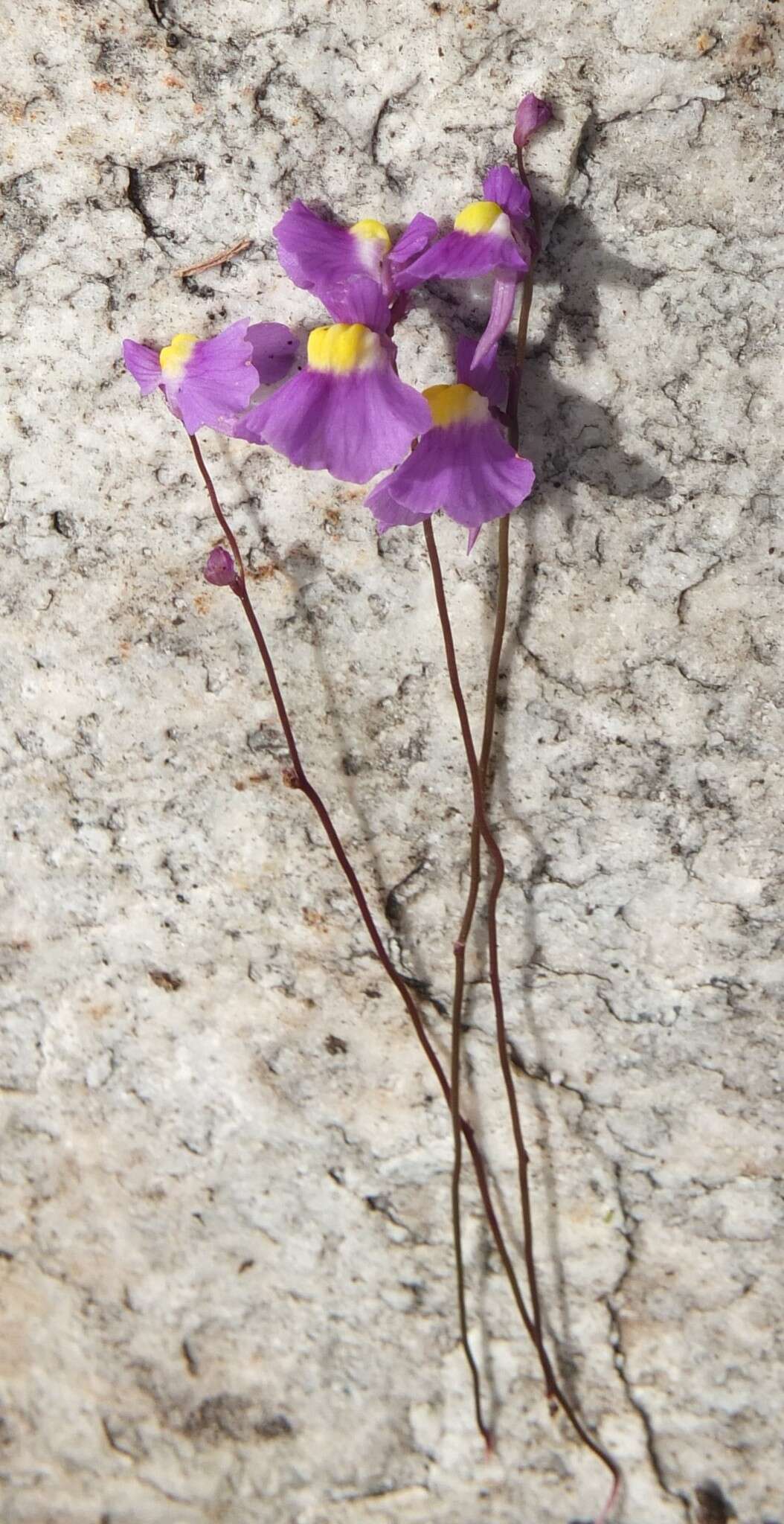 Image of Utricularia welwitschii Oliv.