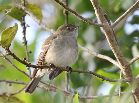 Image of Olivaceous Elaenia