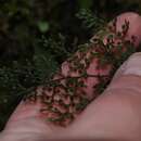 Imagem de Hymenophyllum fucoides (Sw.) Sw.