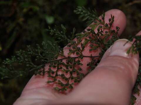 Image de Hymenophyllum fucoides (Sw.) Sw.