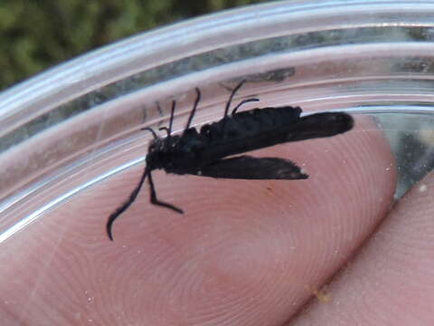 Image of Western Grapeleaf Skeletonizer