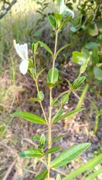 Image of Hypoestes maculosa Nees