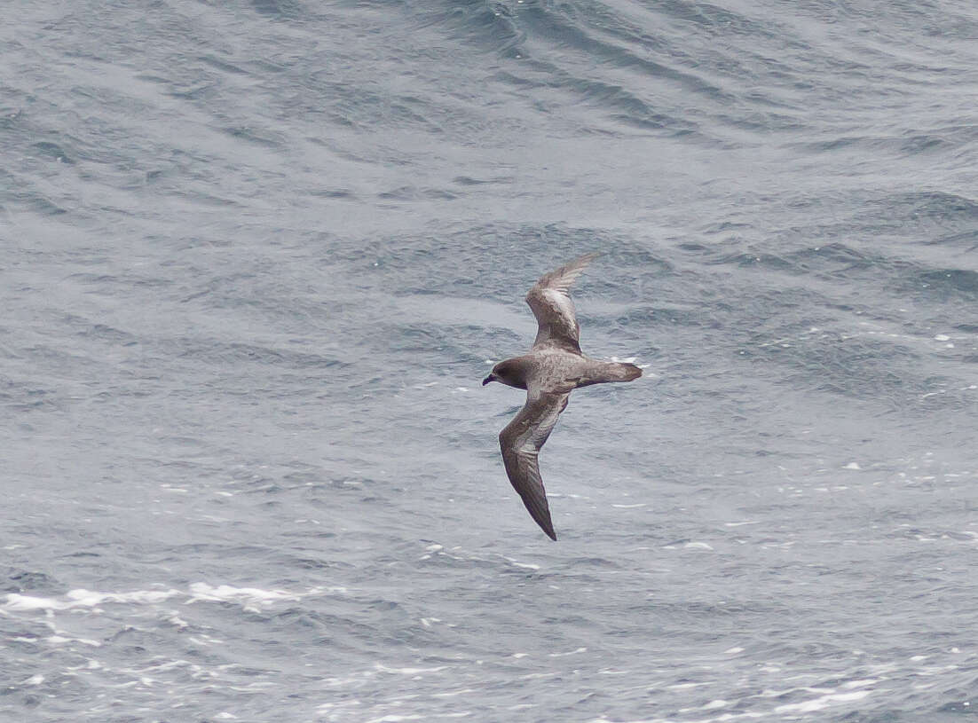 Image of Murphy's Petrel