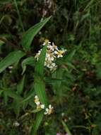 Image de Alloispermum integrifolium (DC.) H. Rob.