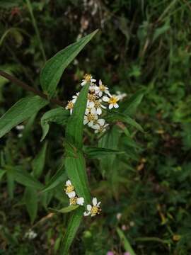 Image of Alloispermum integrifolium (DC.) H. Rob.