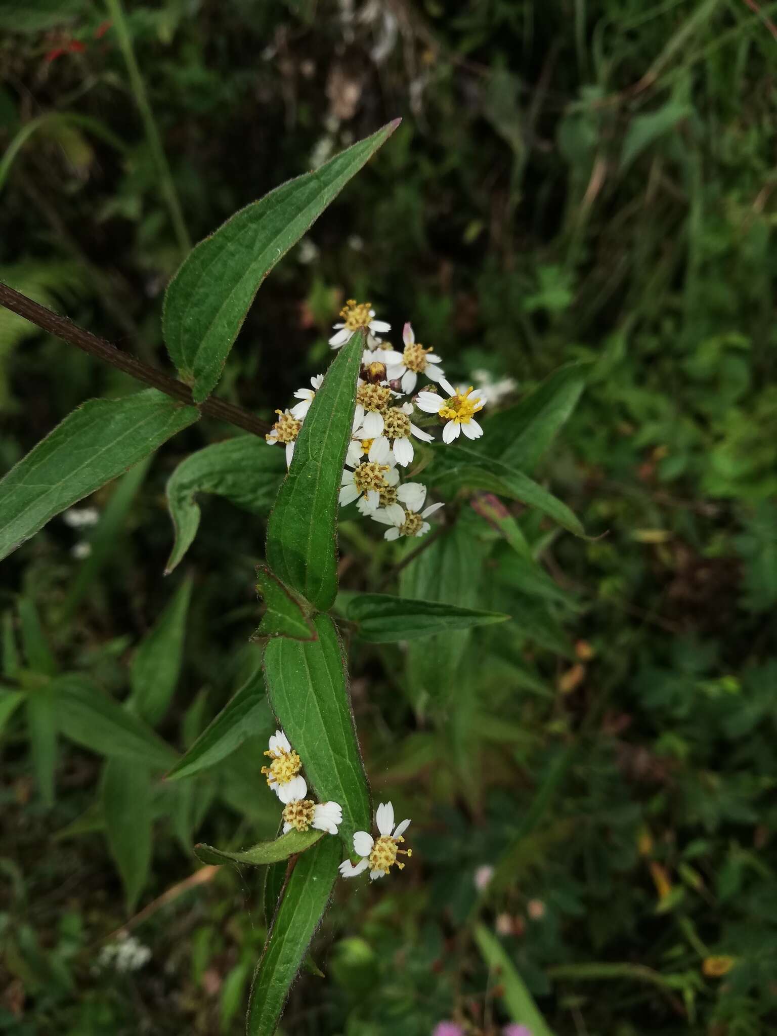 Image de Alloispermum integrifolium (DC.) H. Rob.