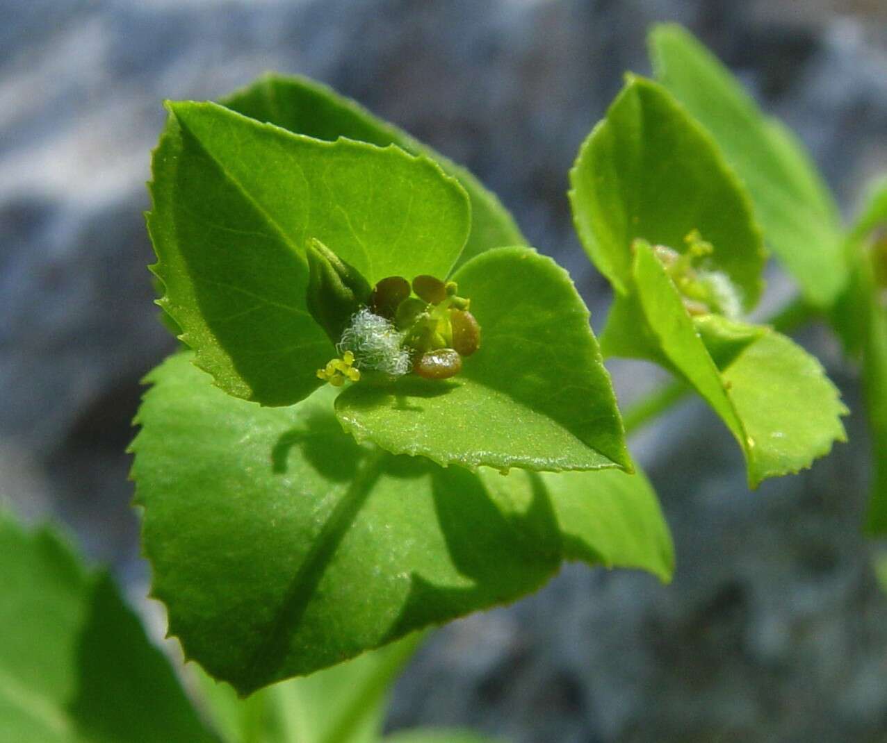 Euphorbia berythea Boiss. & Blanche resmi