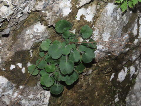 Image of Saxifraga hirsuta L.