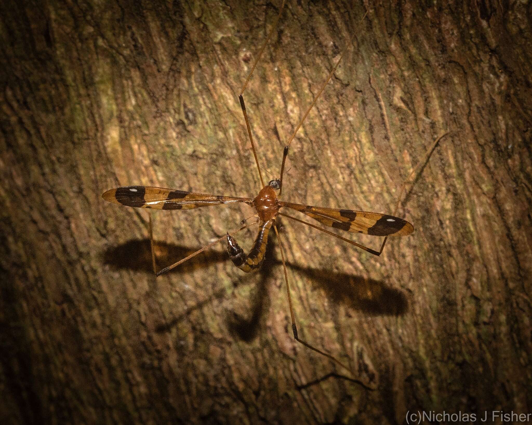 Image of Dapanoptera richmondiana Skuse 1896