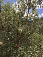 Image of Arizona madrone