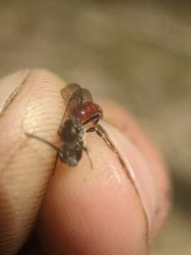 Image de Sphecodes ranunculi Robertson 1897