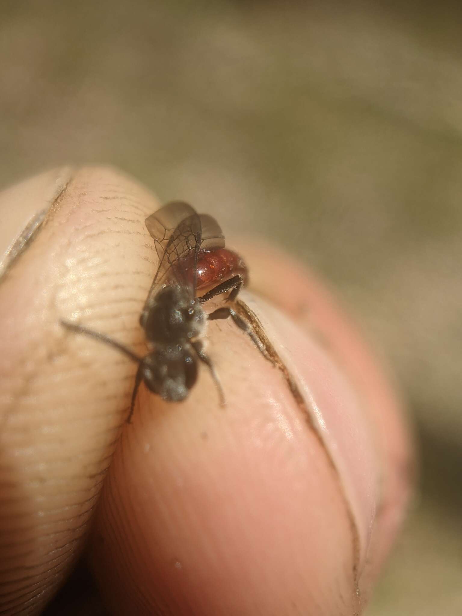 Image of Sphecodes ranunculi Robertson 1897