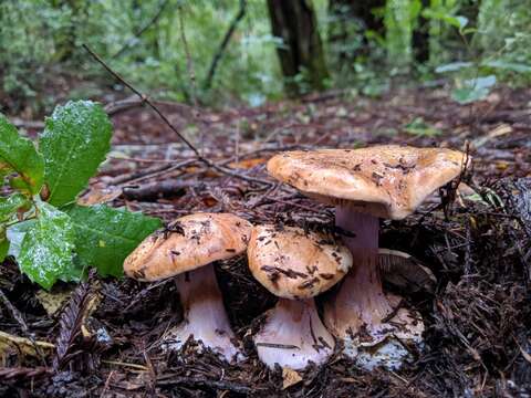 Image of Cortinarius lilaciotinctus Garnica & Ammirati 2011