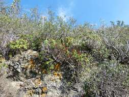 Image of Aeonium lindleyi subsp. lindleyi