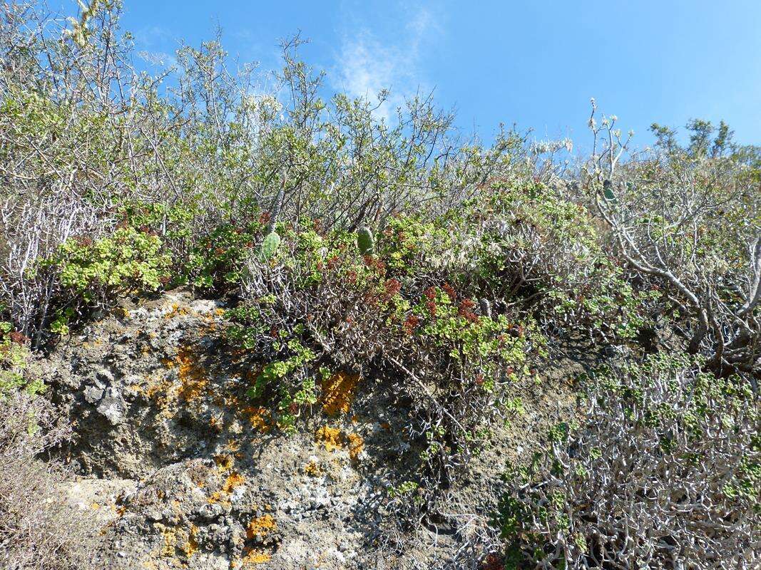 Image of Aeonium lindleyi subsp. lindleyi