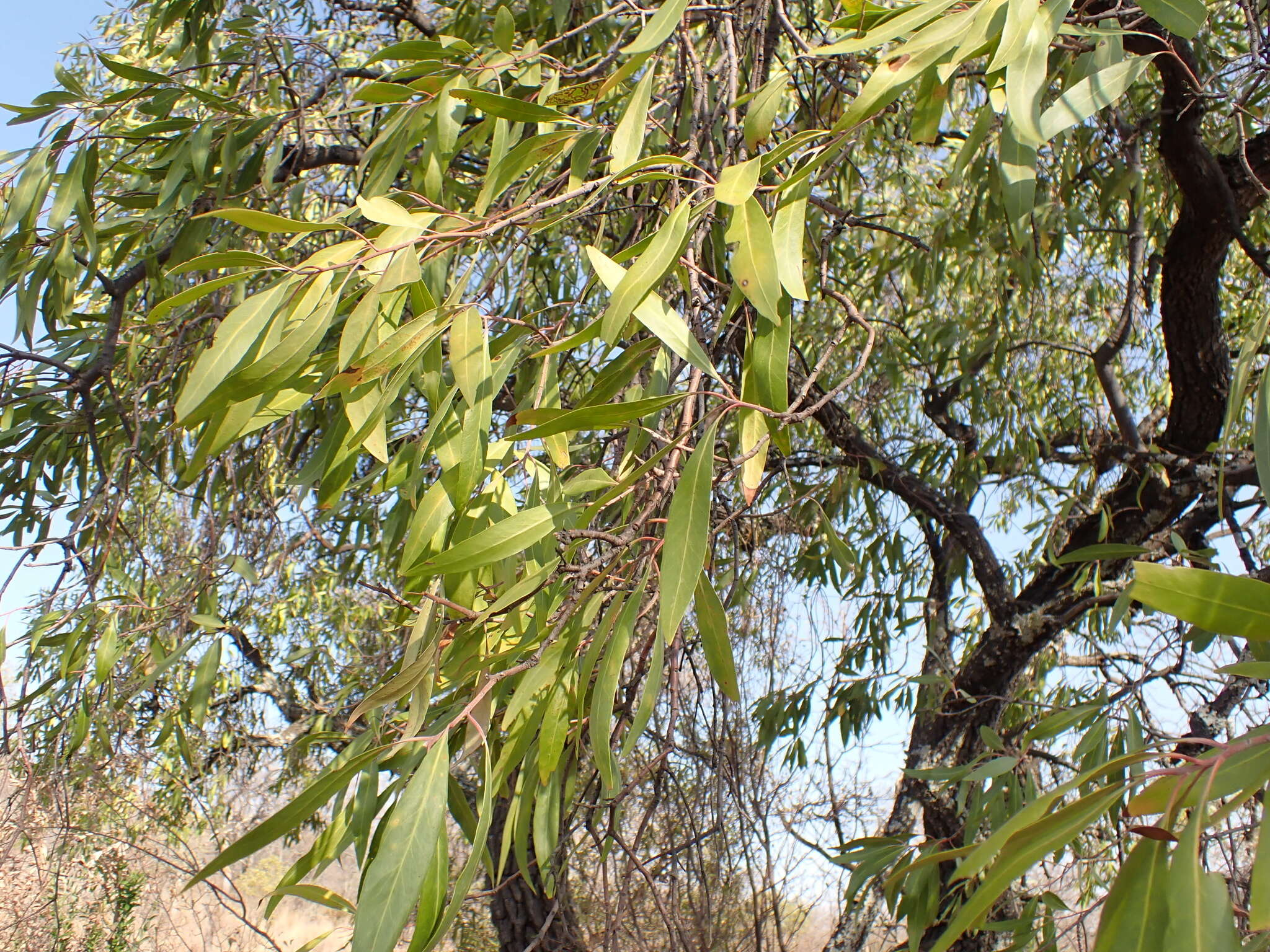 Image of Transvaal beech