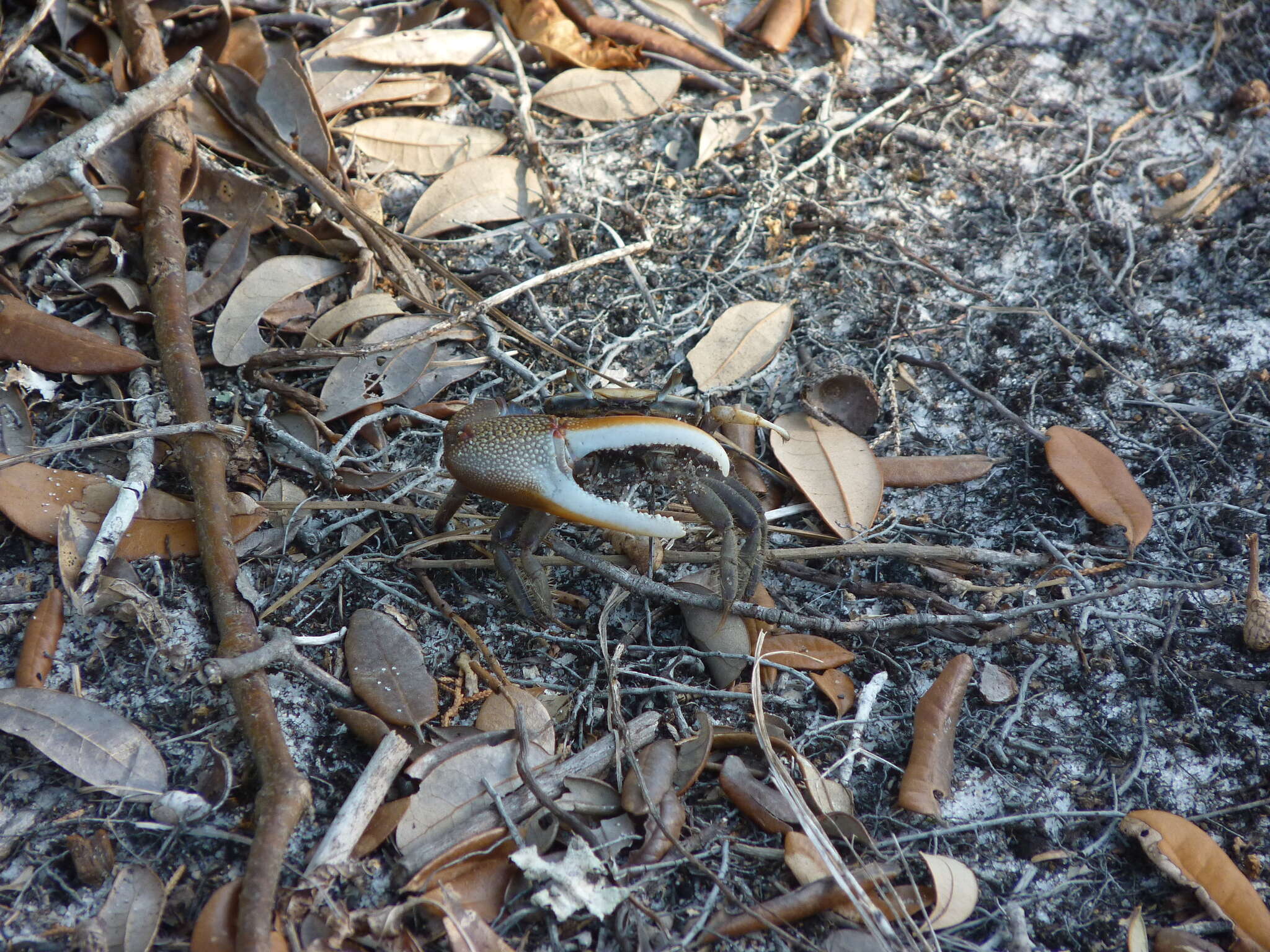 Image of red-joint fiddler