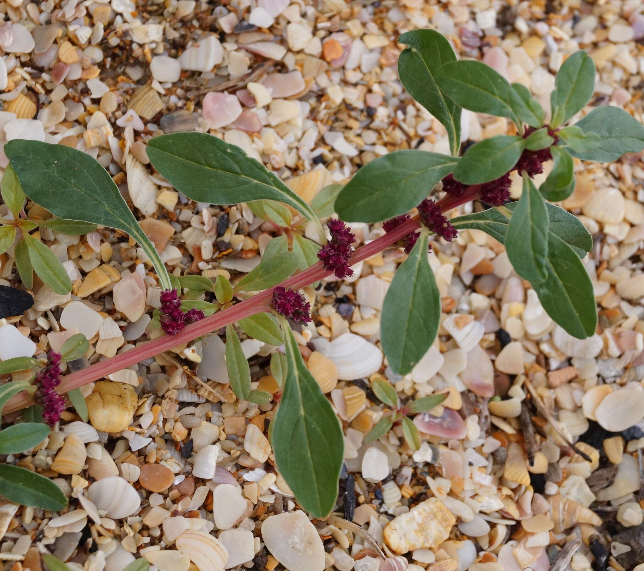 Image of Mediterranean Amaranth