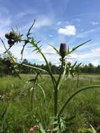 Imagem de Cirsium muticum Michx.