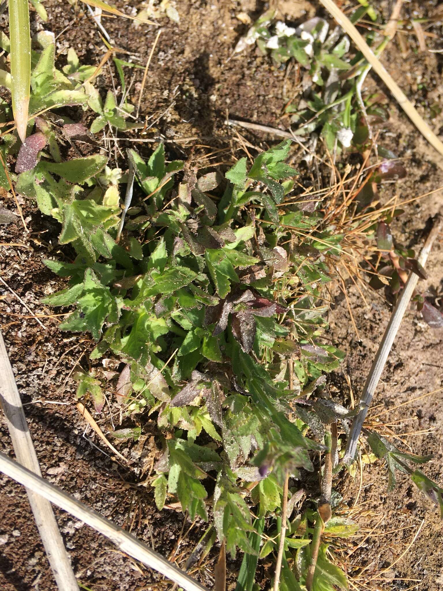 Image of Stemodia durantifolia var. durantifolia