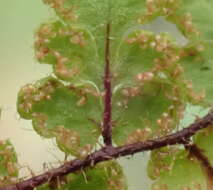 Image of Cheilanthes hirta var. hirta