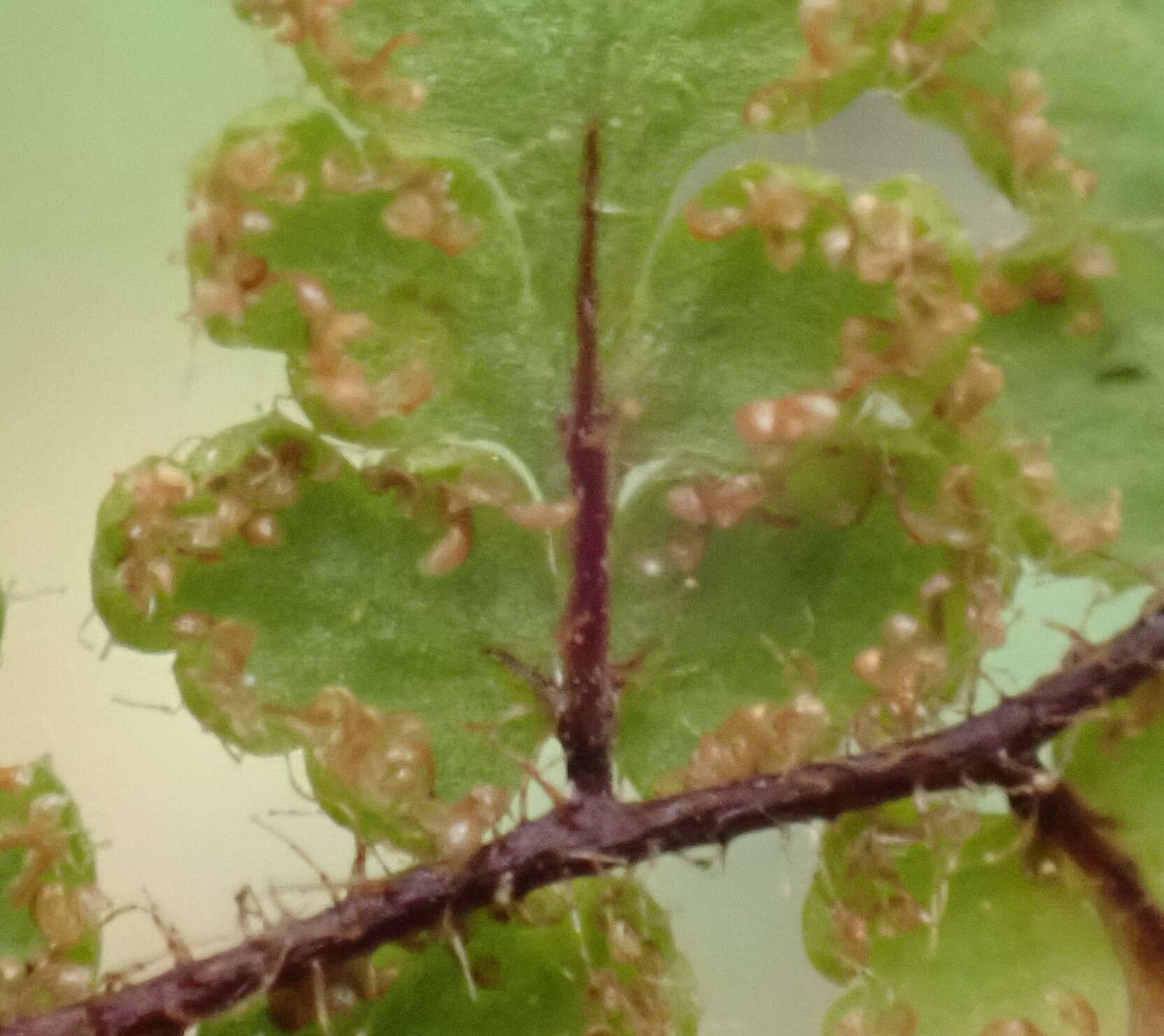 Image of Cheilanthes hirta var. hirta