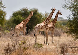 Image of Kordofan giraffe