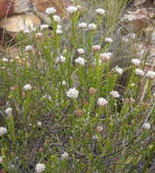 Image of Metalasia pulcherrima pallescens (Harv.) Karis