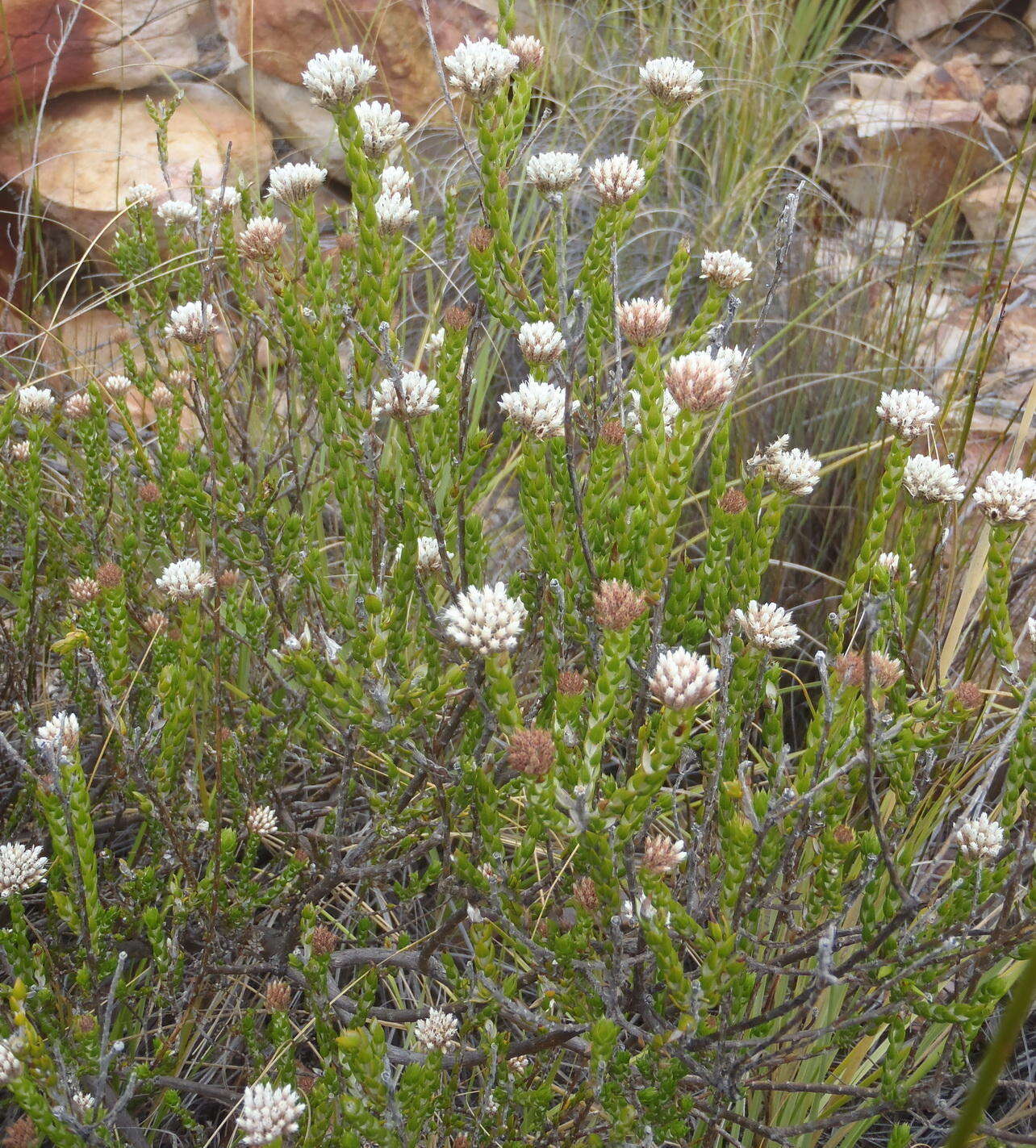 Image of Metalasia pulcherrima pallescens (Harv.) Karis