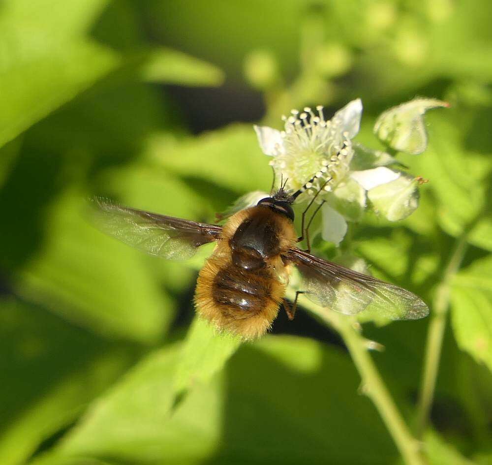 Image of Bombylius mexicanus Wiedemann 1821