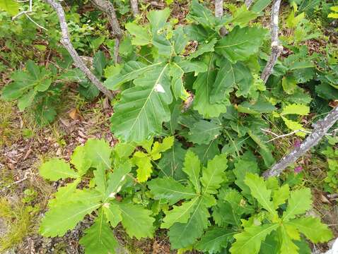 Image of Mongolian Oak