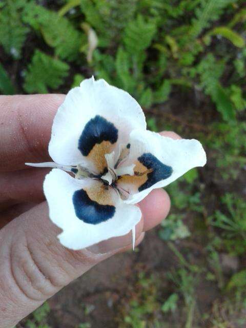 Image of Moraea villosa subsp. villosa