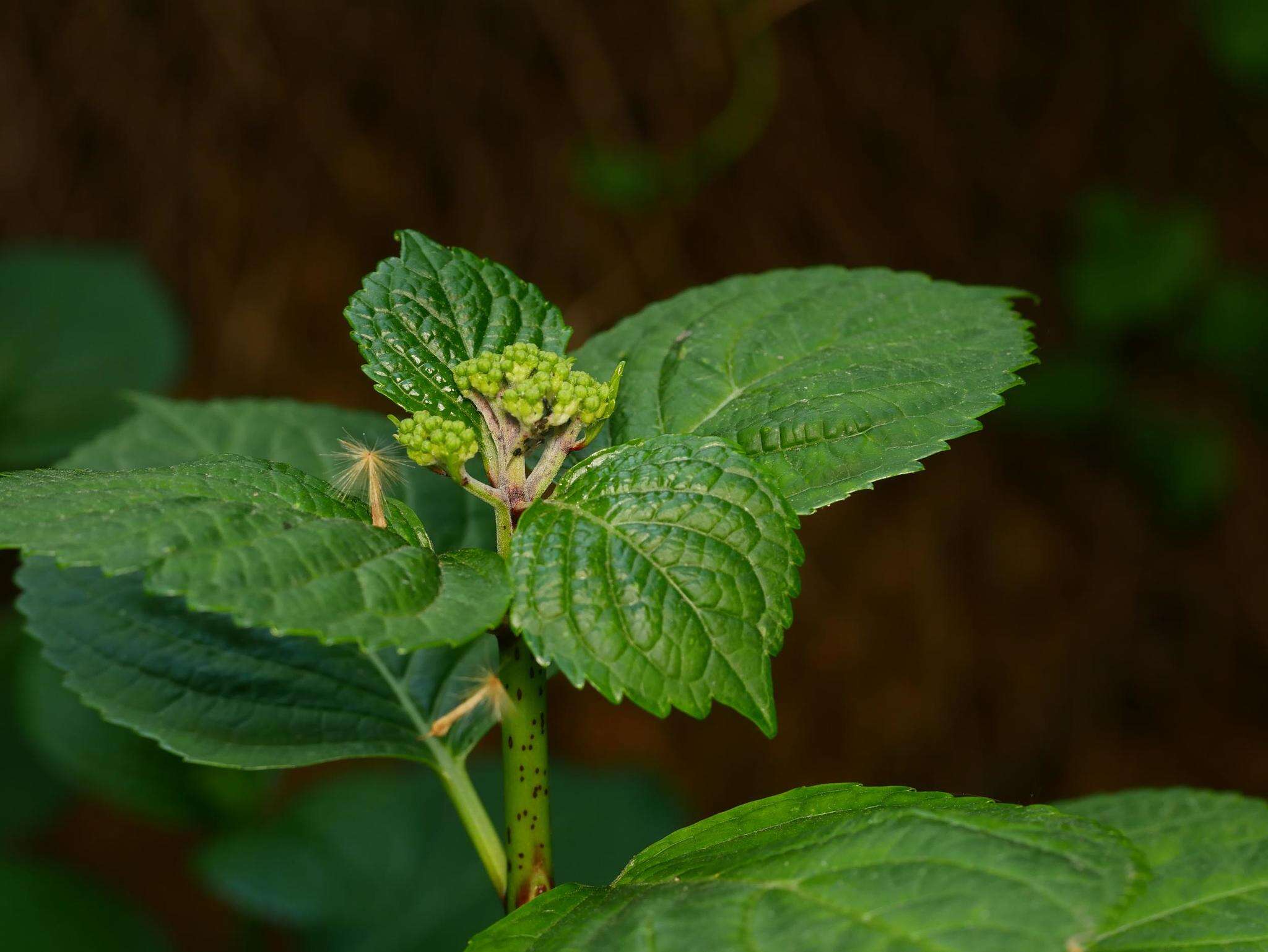 Image of Black citrus aphid