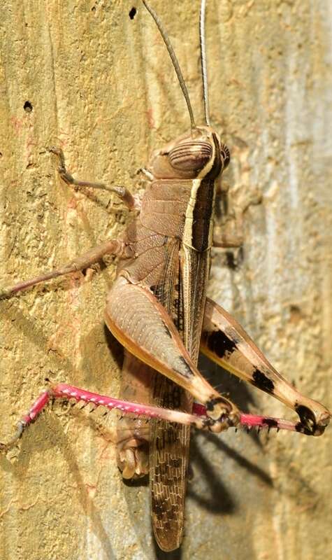 Heteracris littoralis (Rambur 1838)的圖片