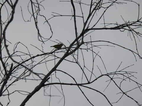 Image of Forest White-eye