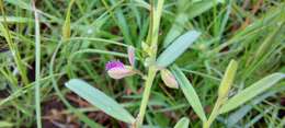 Image de Polygala erioptera DC.