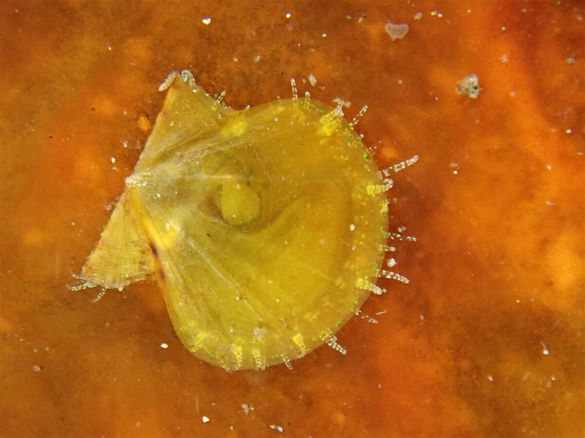 Image of hyaline scallop