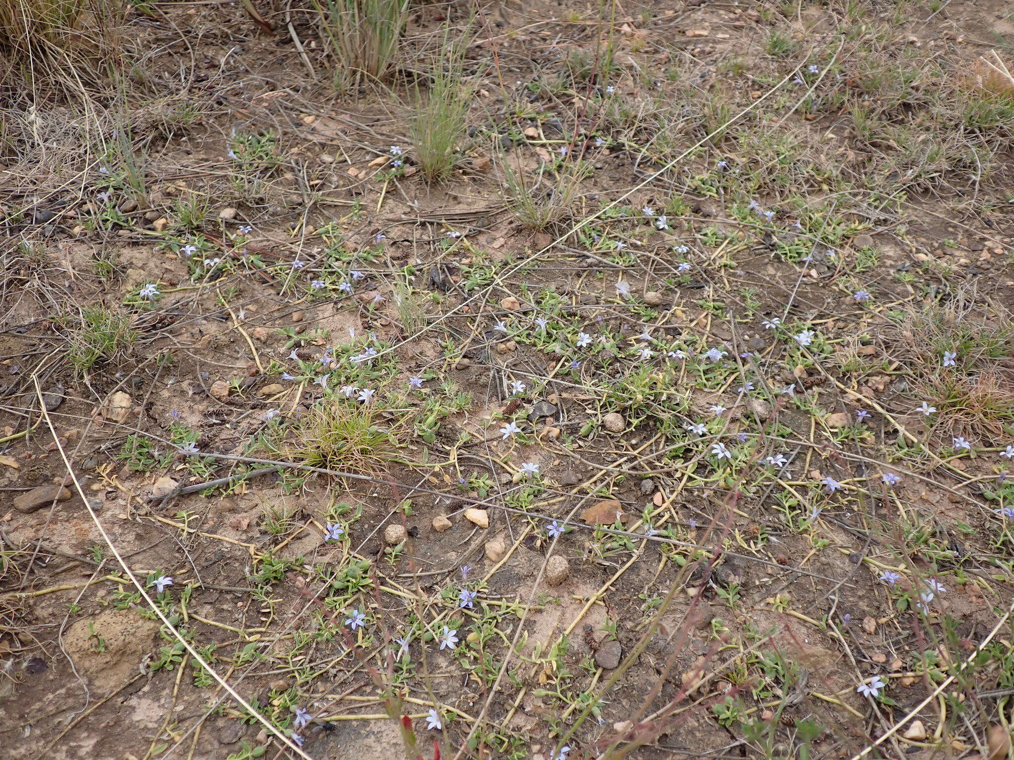 Image of Lobelia pratioides Benth.