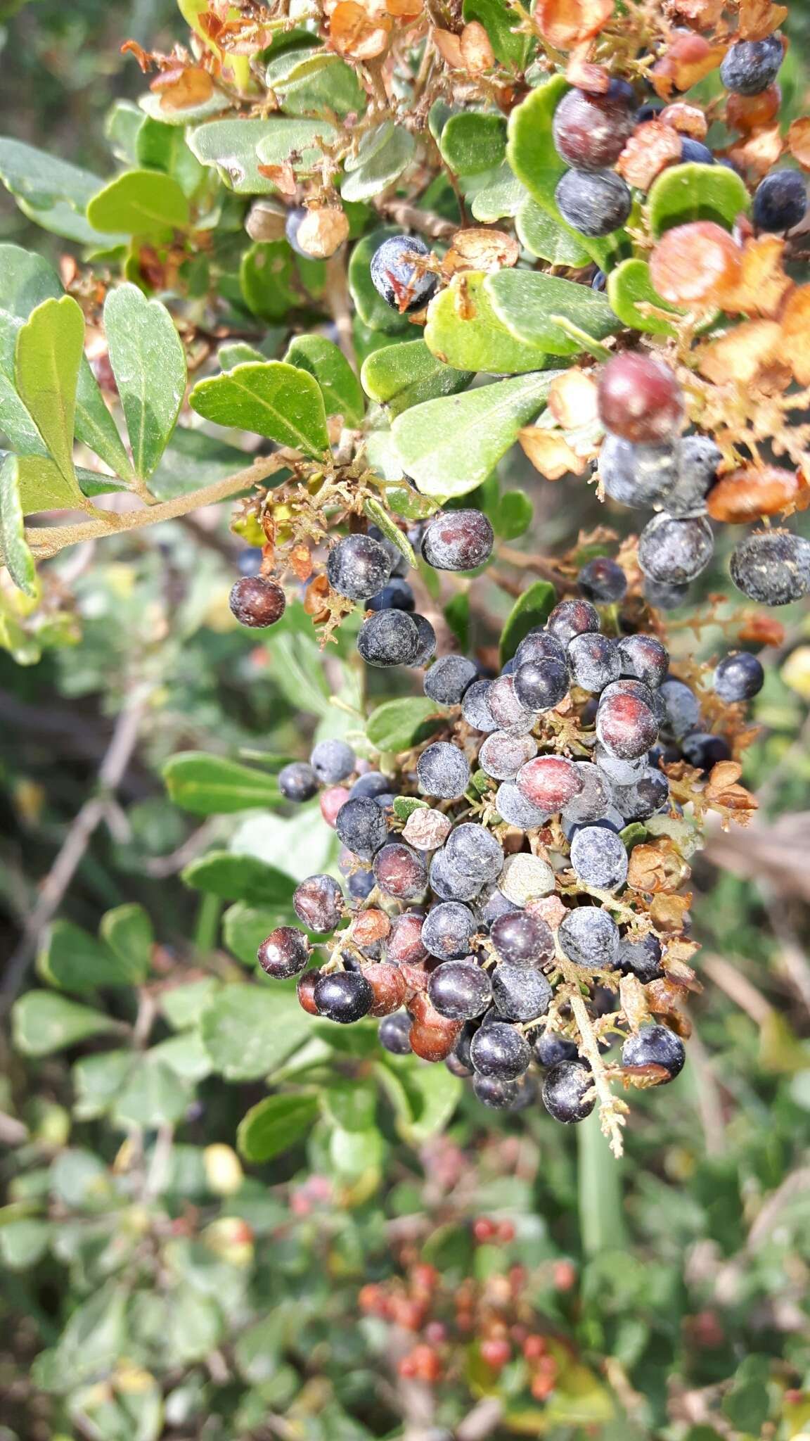 Image of Searsia crenata (Thunb.) Moffett