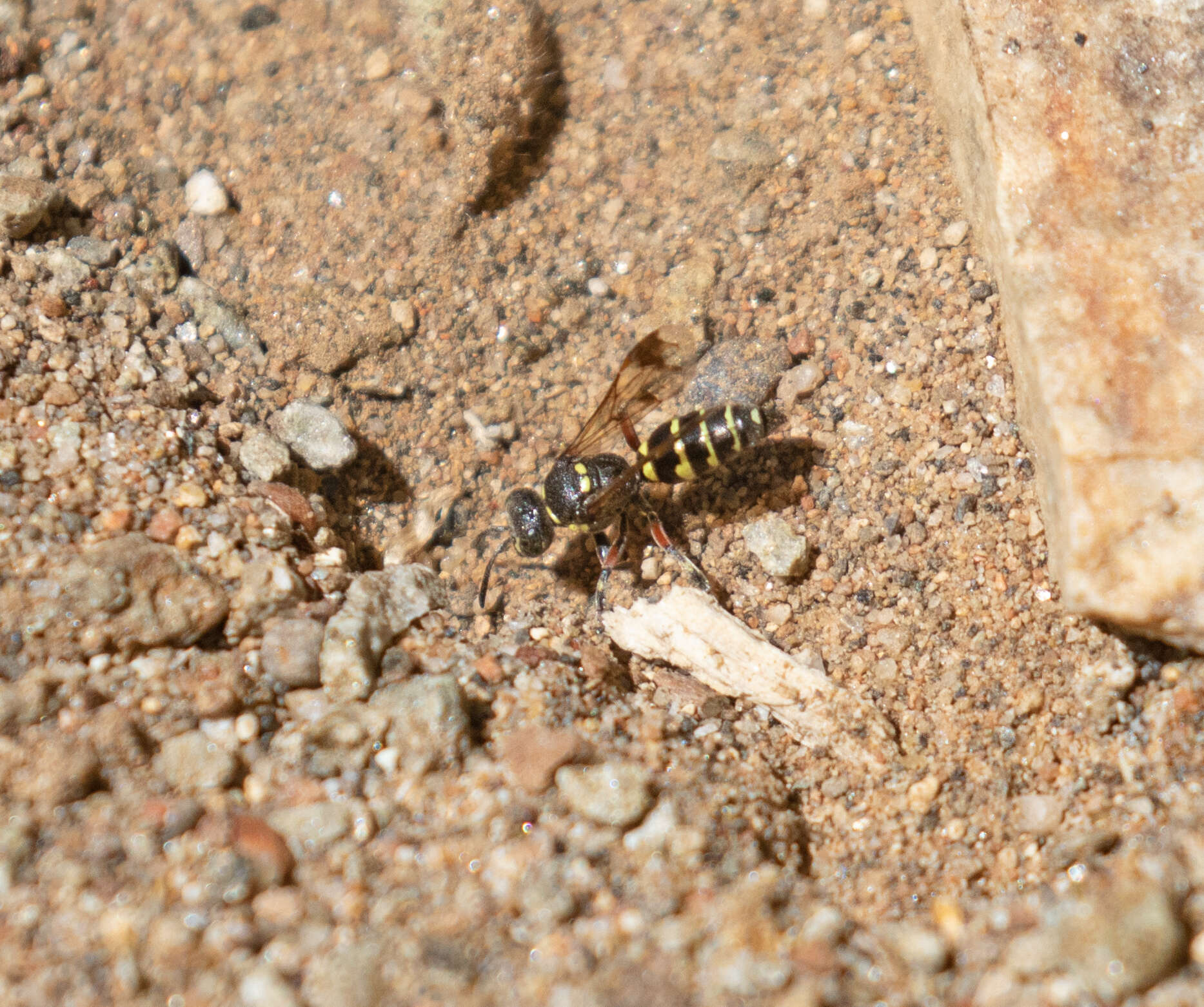 Image of Hoplisoides hamatus (Handlirsch 1888)