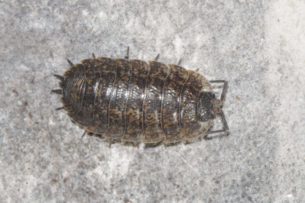 Image of Porcellio montanus Budde-Lund 1885