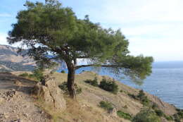 Imagem de Pinus brutia var. pityusa (Steven) Silba