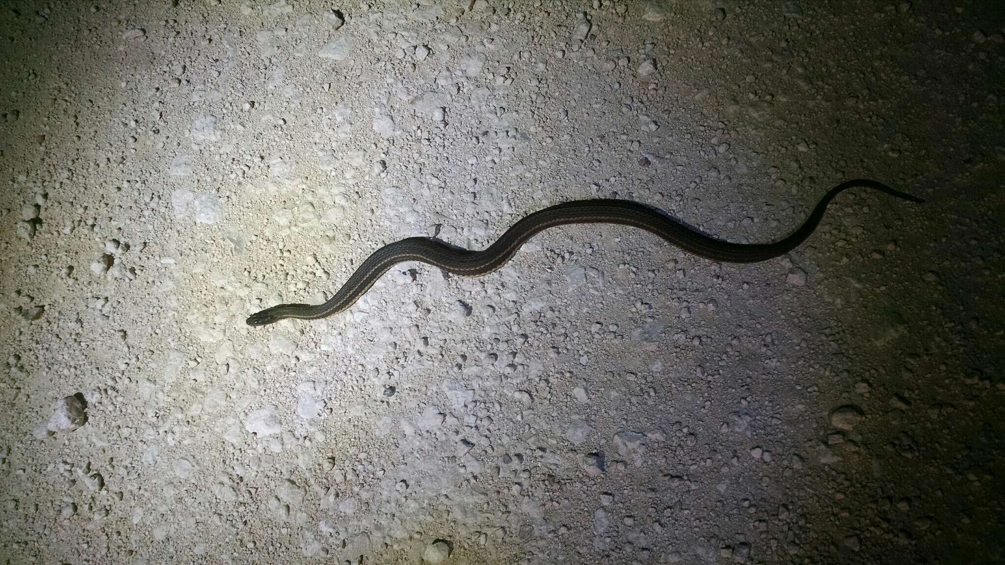 Image of Atlantic Saltmarsh Snake