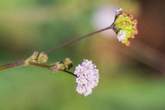 Imagem de Boerhavia triquetra S. Wats.