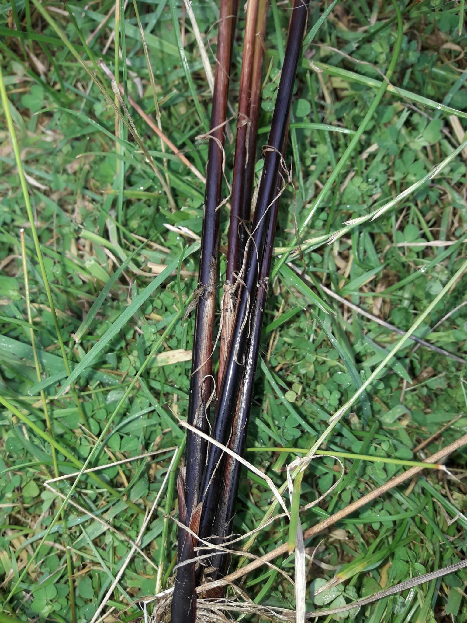 Image of Juncus sarophorus L. A. S. Johnson