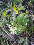 Image of Baccharis singularis (Vell.) G. M. Barroso