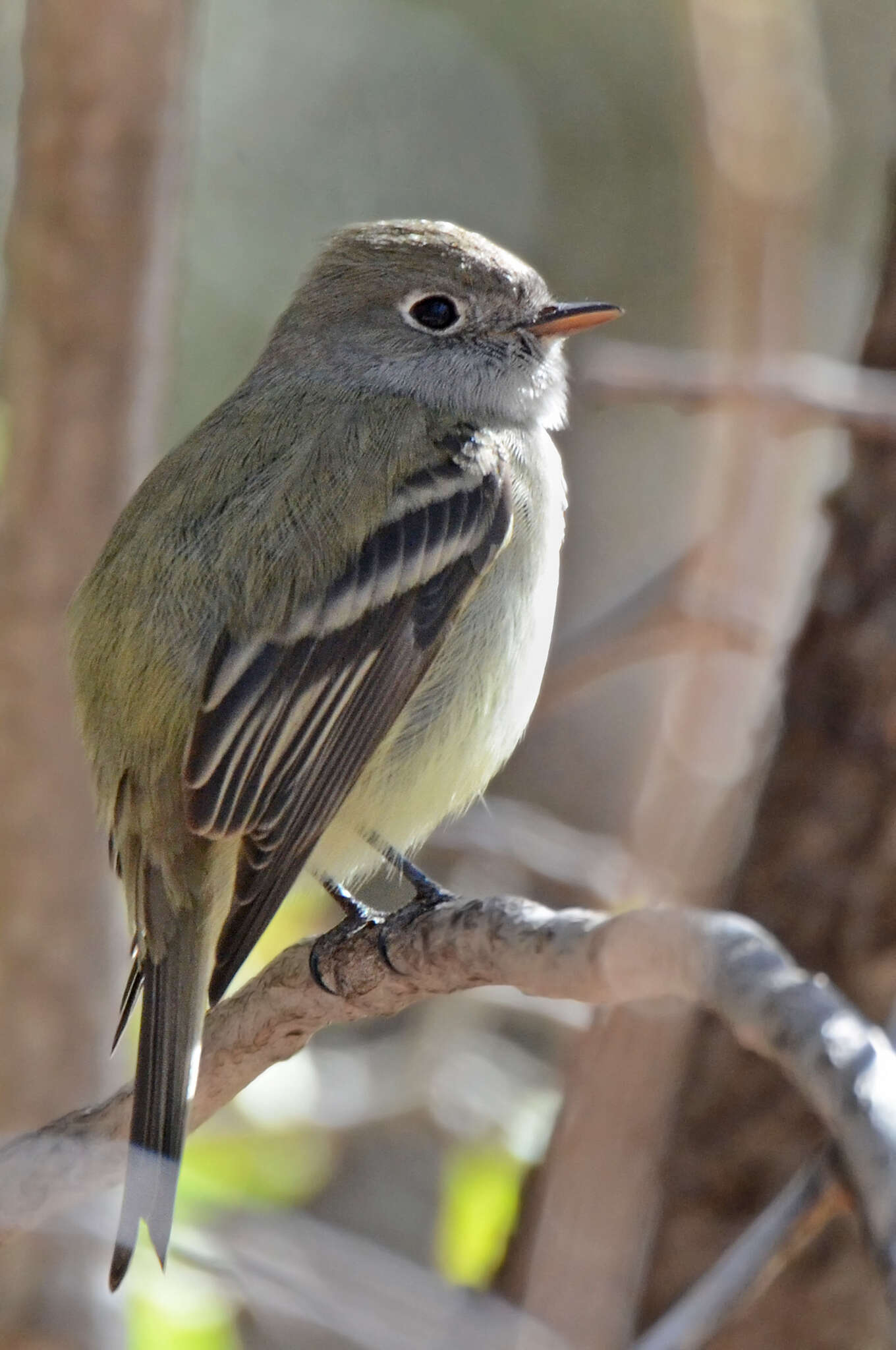 Empidonax hammondii (Xántus 1858)的圖片