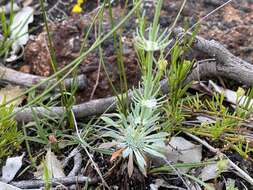 Image of Stylidium brunonianum Benth.