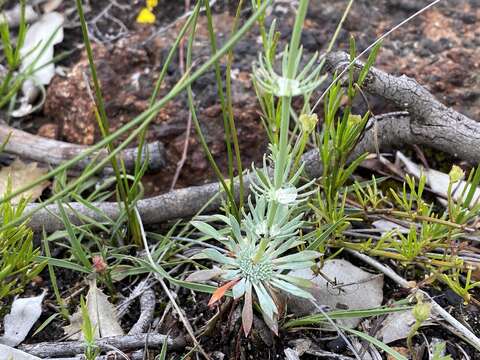 Image of Stylidium brunonianum Benth.