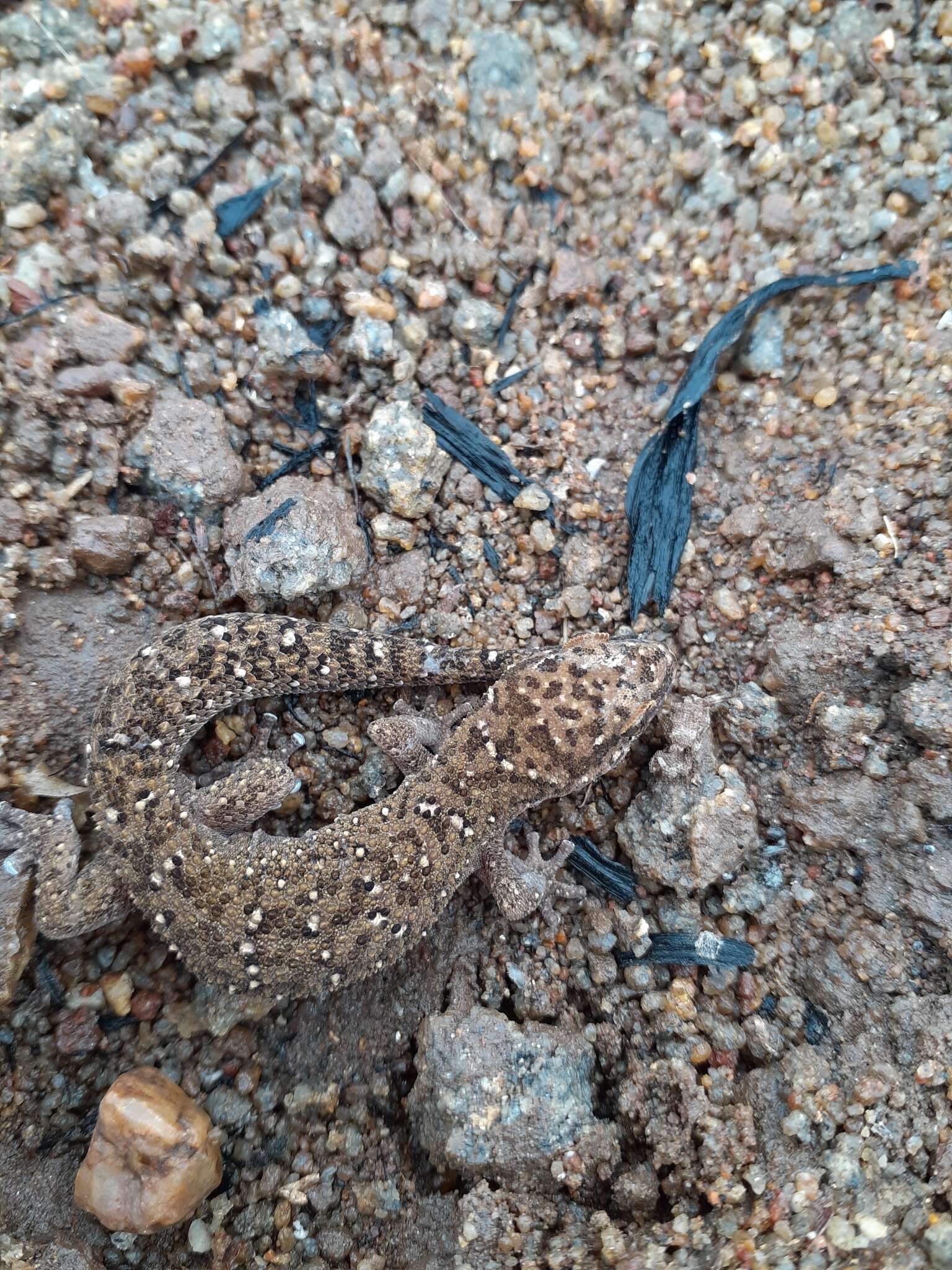 Image of Van Son's Gecko